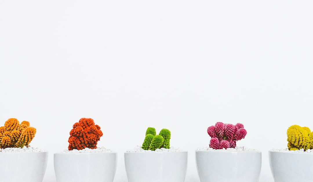 5 different color cacti