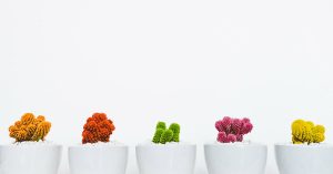 5 different color cacti